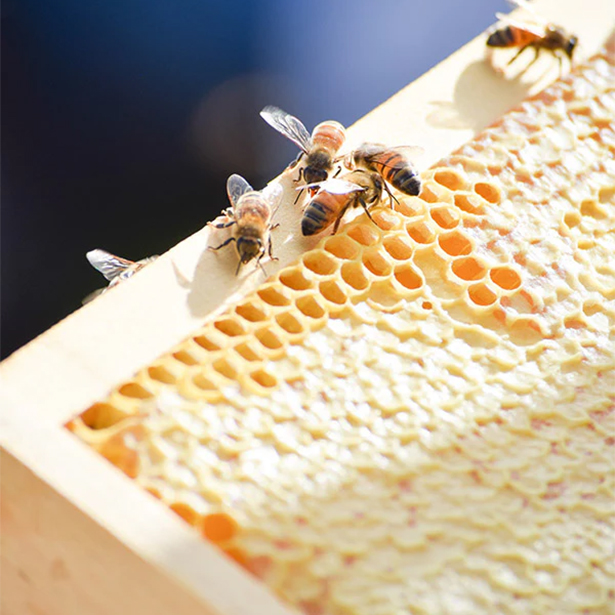 Wildflower Raw Honey 500g - 이미지 2